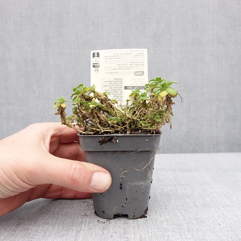 Exemplar von Arabis caucasica Snowball - Kaukasische Gänsekresse Kleine Töpfe von 8/9 cm wie im Winter geliefert