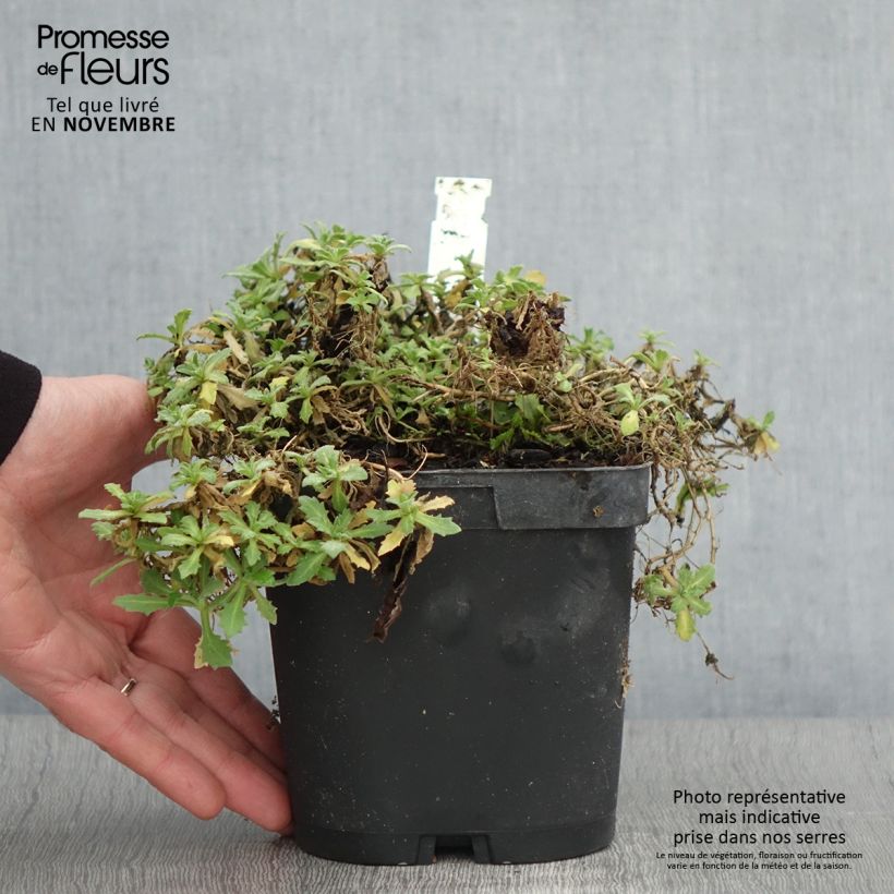 Example of Arabis caucasica Snowcap - Kaukasische Gänsekresse Topf mit 2L/3L as you get in automne