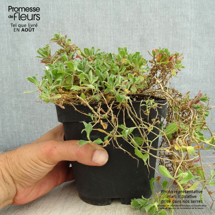 Exemplar von Arabis caucasica Snowcap - Kaukasische Gänsekresse Topf mit 2L/3L wie im Sommer geliefert