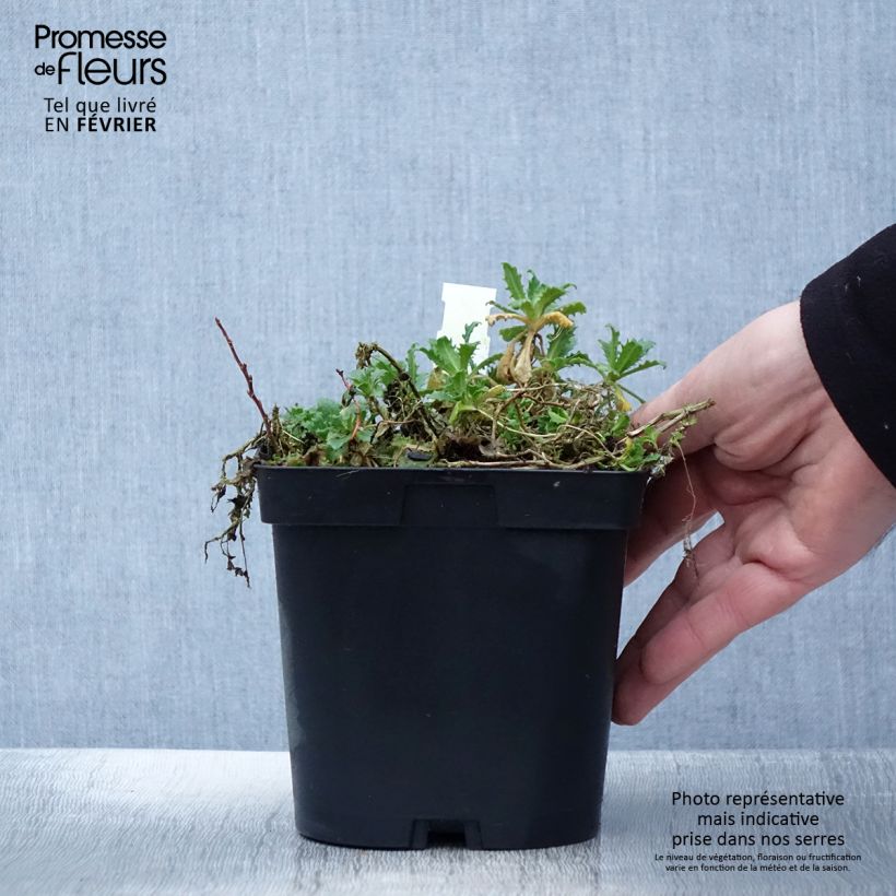 Exemplar von Arabis caucasica Snowcap - Kaukasische Gänsekresse Topf mit 2L/3L wie im Winter geliefert