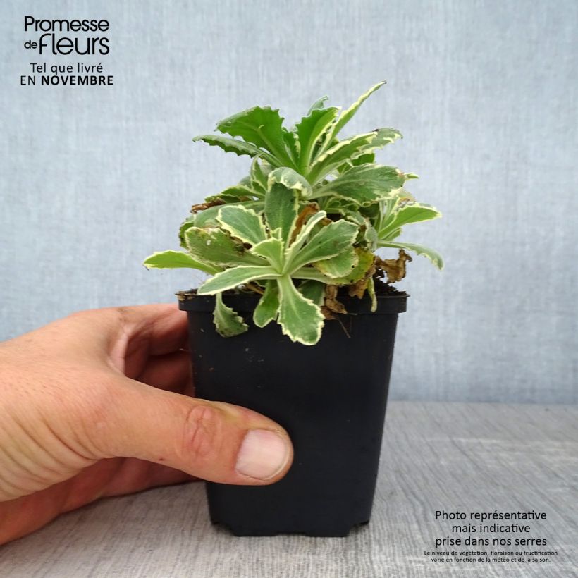 Example of Arabis caucasica Variegata - Kaukasische Gänsekresse Kleine Töpfe von 8/9 cm as you get in automne