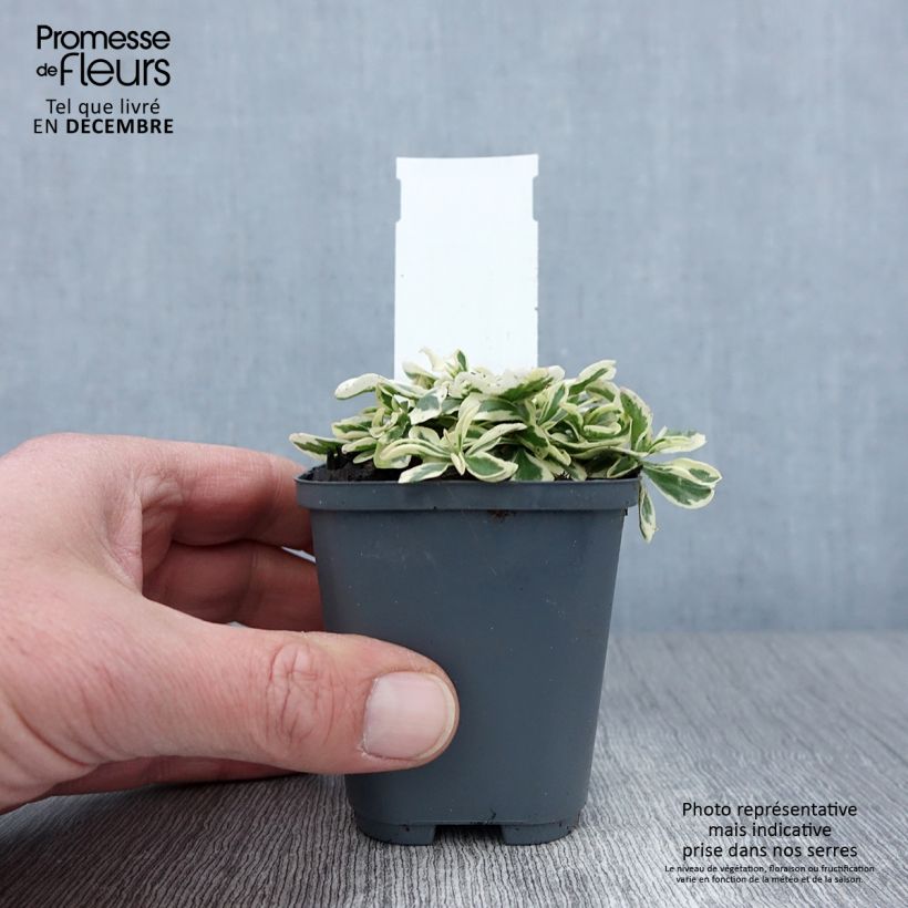 Example of Arabis ferdinandi coburgii - Gänsekressen Kleine Töpfe von 8/9 cm as you get in automne