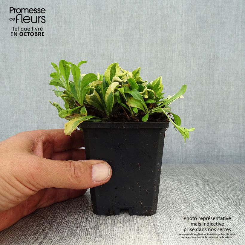 Example of Arabis ferdinandi coburgii Variegata - Weißbunte Gänsekresse Kleine Töpfe von 8/9 cm as you get in automne