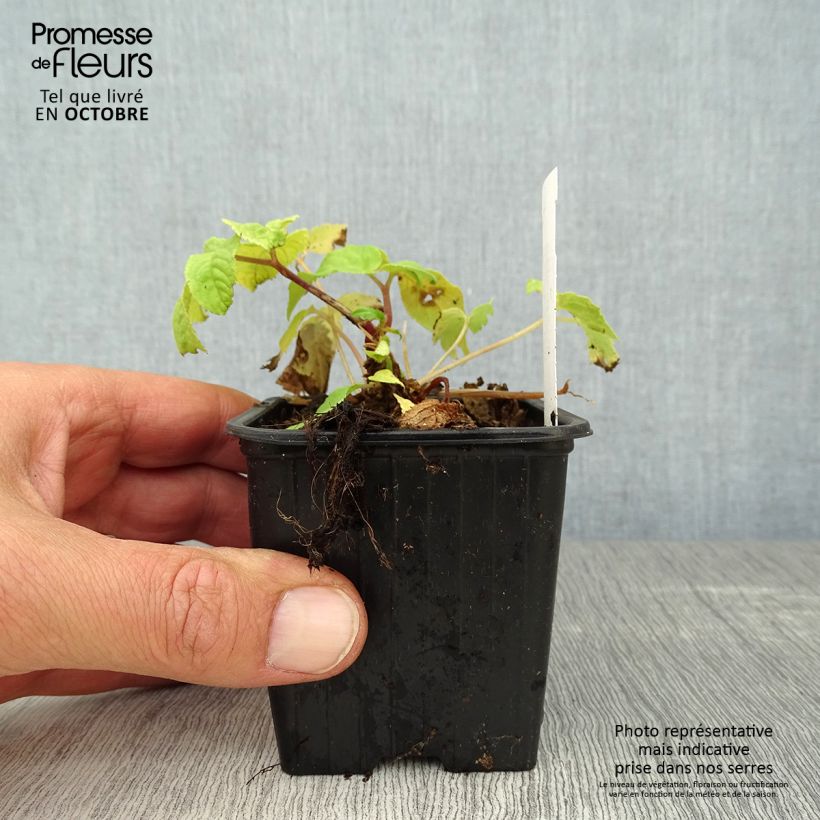 Example of Aralia cordata Sun King - Gelblaubige Staudenaralie Kleine Töpfe von 8/9 cm as you get in automne