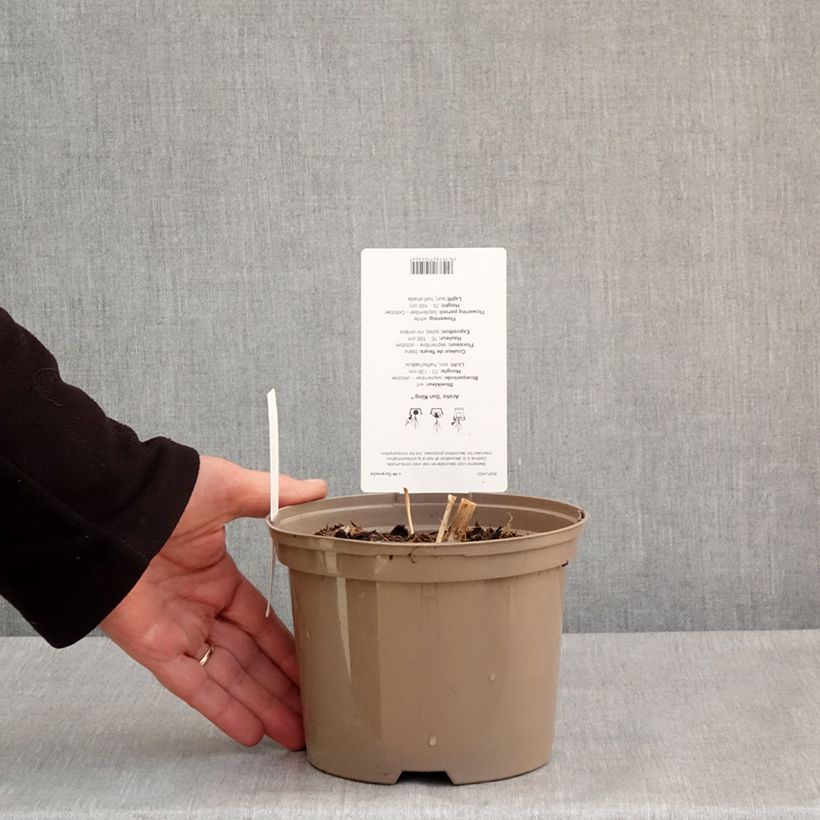 Exemplar von Aralia cordata Sun King - Gelblaubige Staudenaralie Topf mit 2L/3L wie im Frühjahr geliefert