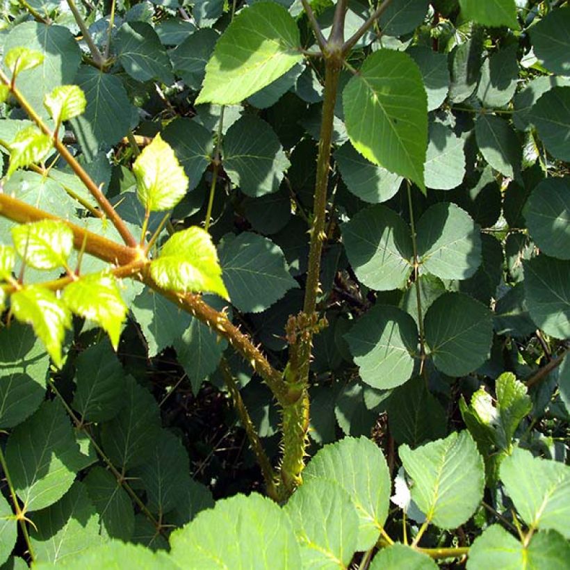 Aralia elata - Aralie (Foliage)