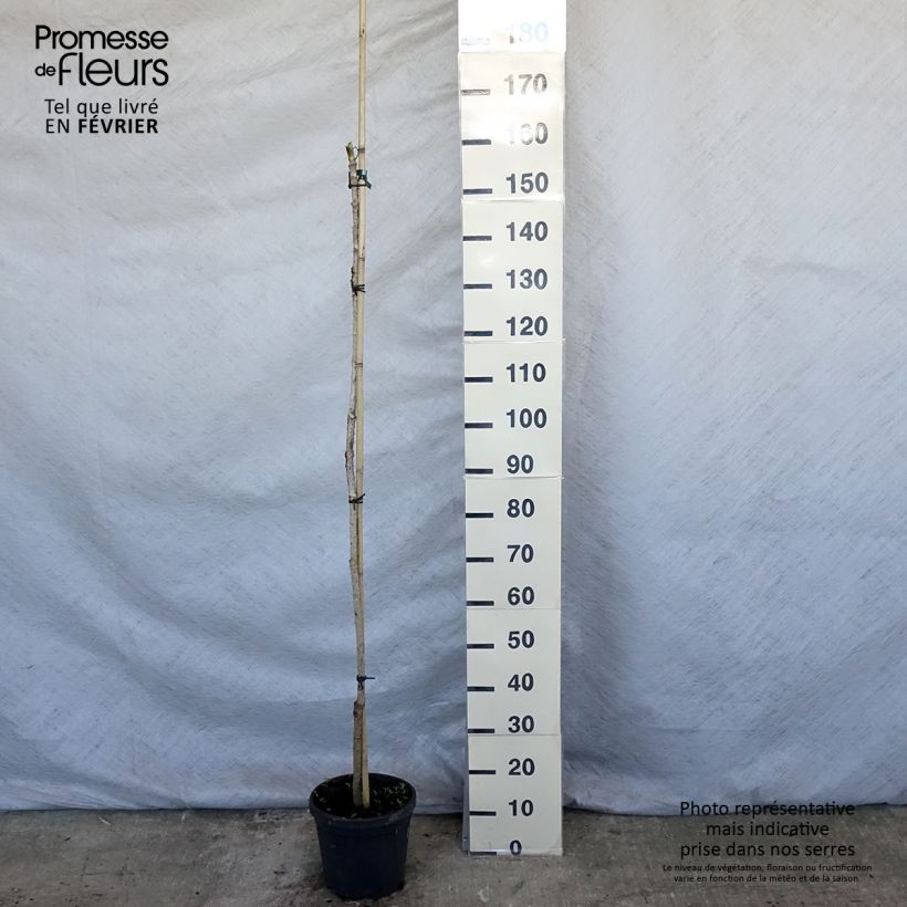 Exemplar von Aralia elata - Aralie Topf mit 3L/4L wie im Winter geliefert