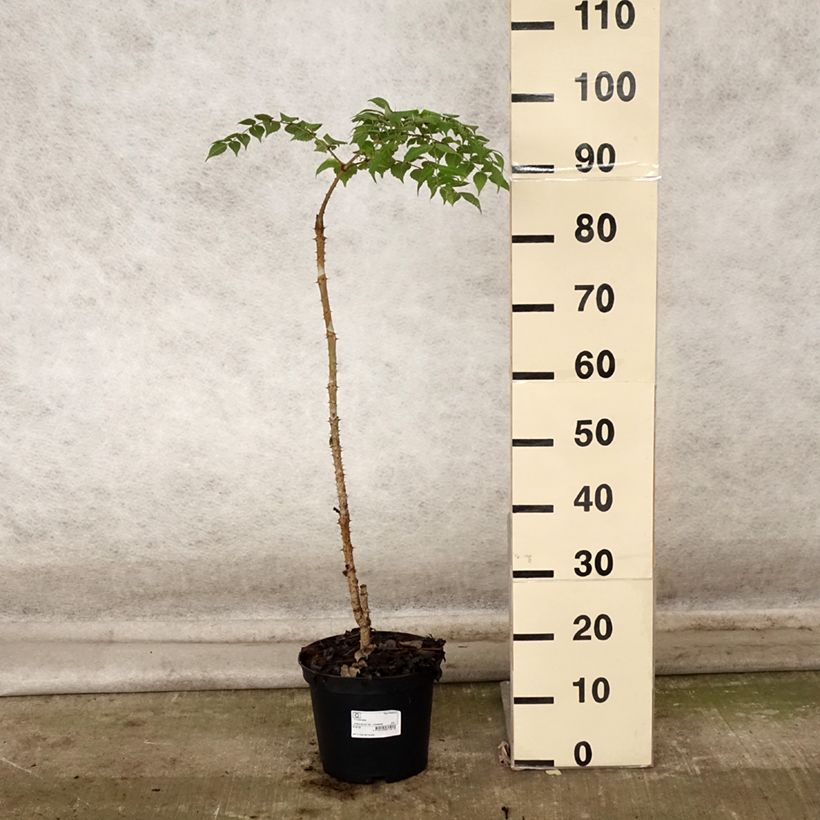 Example of Aralia elata - Aralie Topf mit 3L/4L as you get in automne