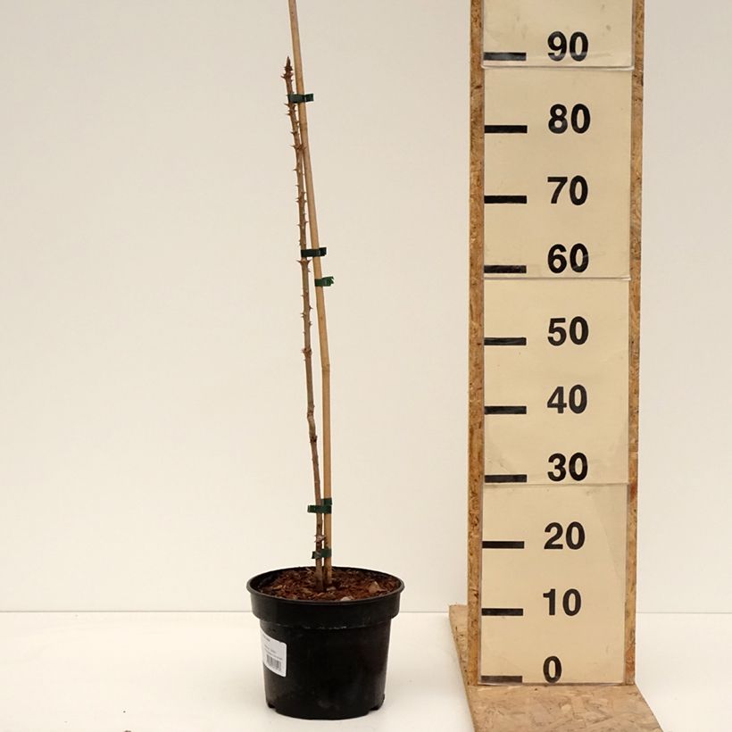 Exemplar von Aralia elata - Aralie Topf mit 3L/4L wie im Frühjahr geliefert