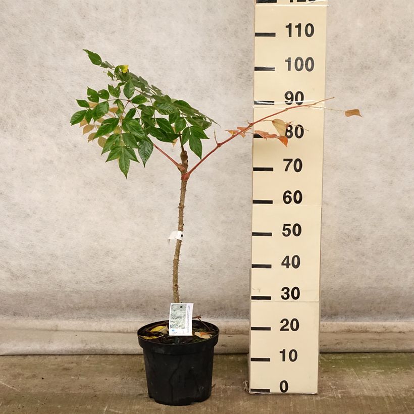 Example of Aralia elata Golden Umbrella - Aralie Topf mit 7,5L/10L as you get in automne