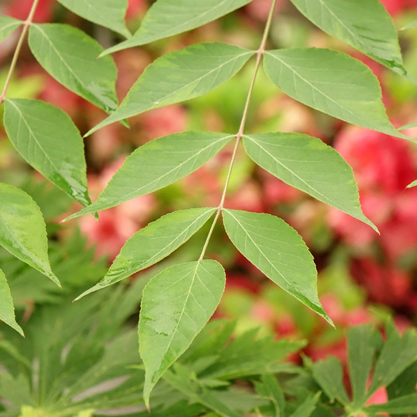 Aralia elata Golden Umbrella - Aralie (Foliage)