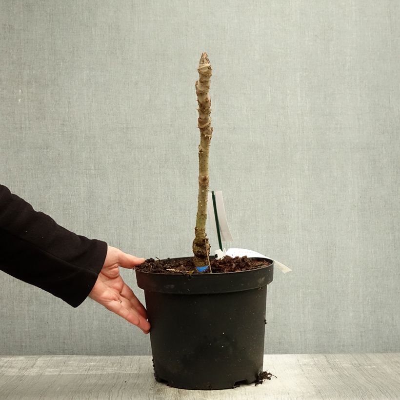 Example of Aralia elata Silver Umbrella - Aralie Topf mit 7,5L/10L as you get in automne