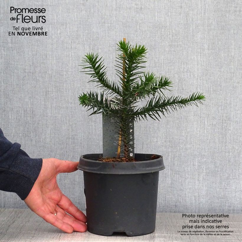 Example of Araucaria araucana - Chilenische Araukarie Topf mit 3L/4L as you get in automne