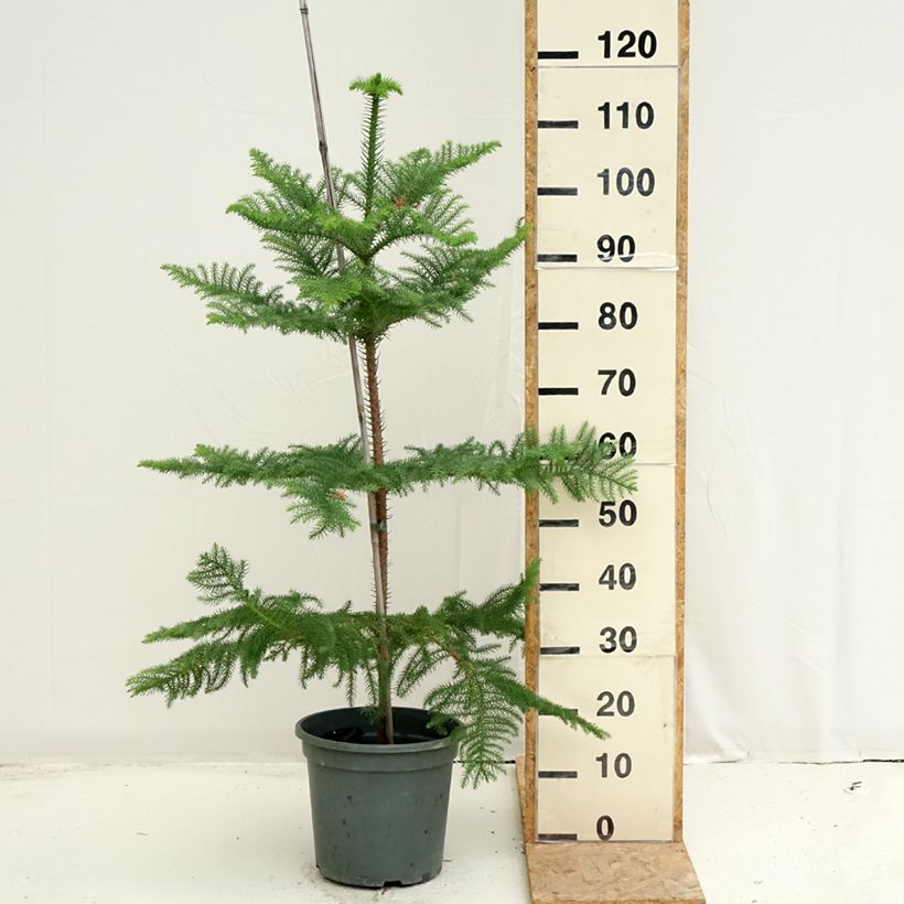 Example of Araucaria heterophylla - Norfolktanne Topf mit 7,5L/10L as you get in ete
