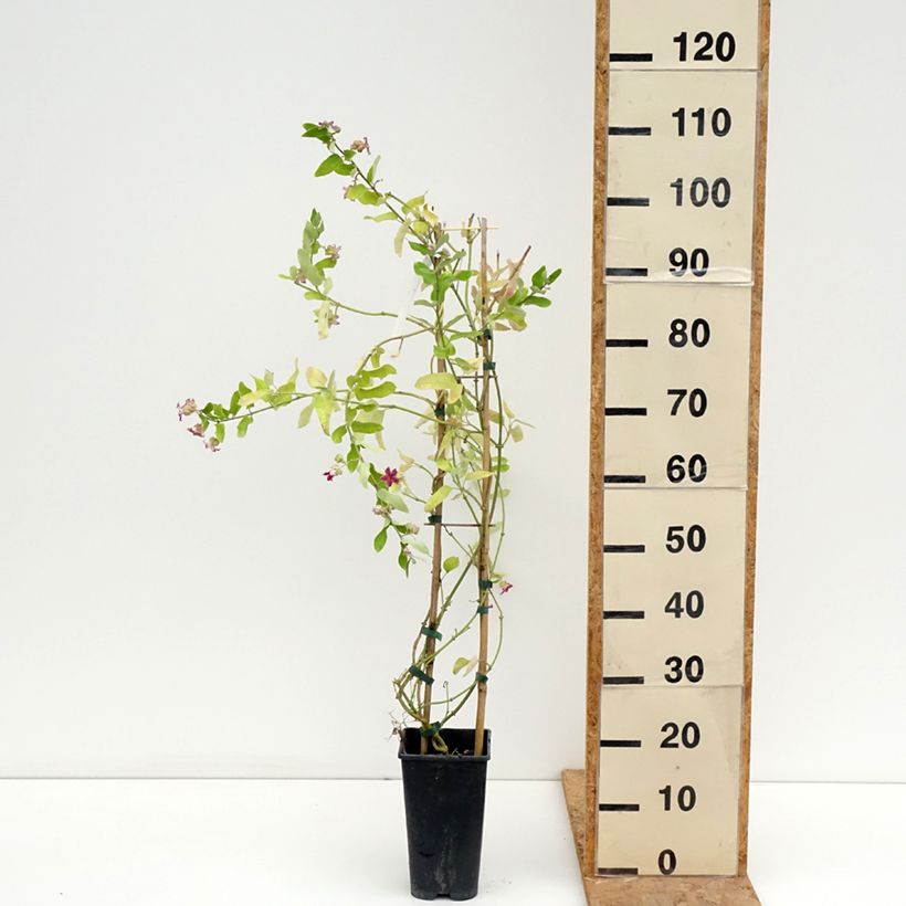 Exemplar von Araujia sericifera - Araujie Topf mit 2L/3L wie im Sommer geliefert