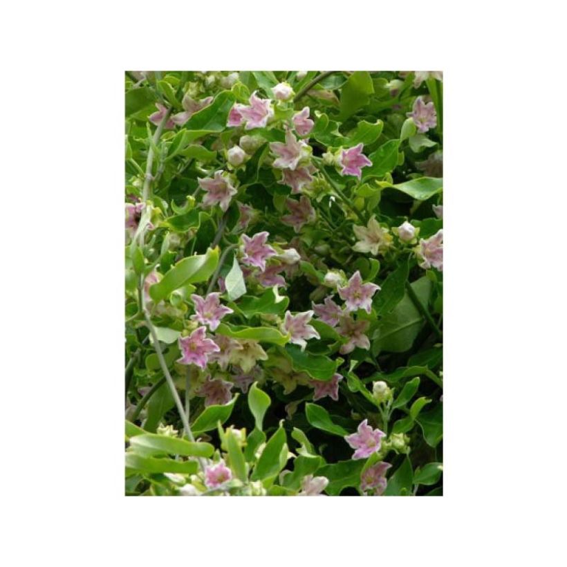 Araujia sericifera Rosea - Araujie (Flowering)