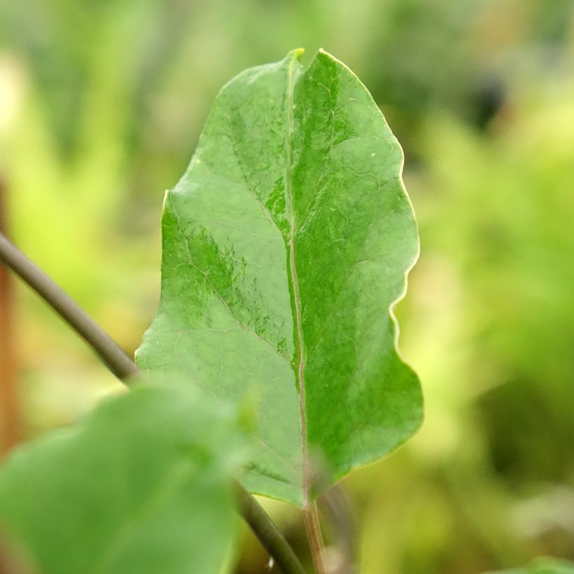 Araujia sericifera Rosea - Araujie (Foliage)