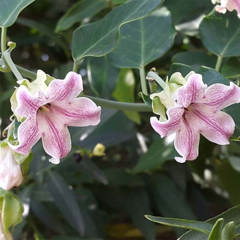 Araujia sericifera - Araujie (Flowering)