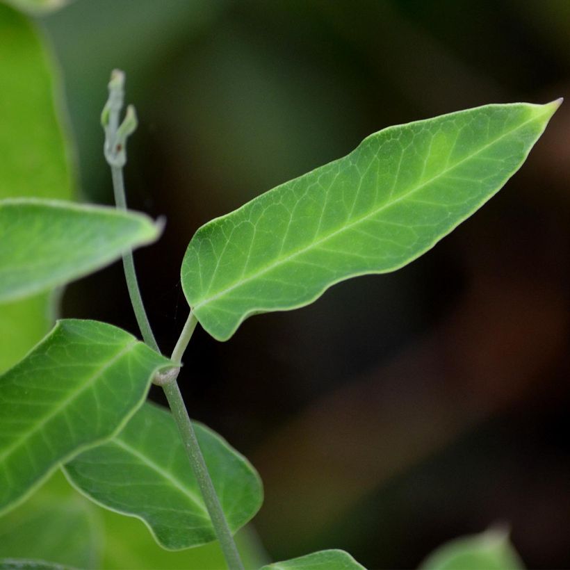 Araujia sericifera Alba - Araujie (Foliage)