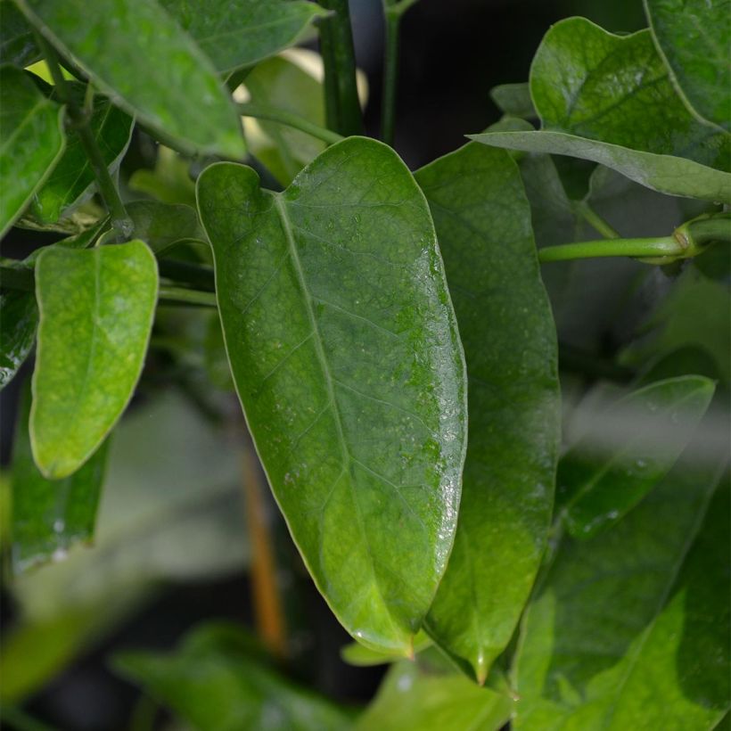 Araujia sericifera - Araujie (Foliage)
