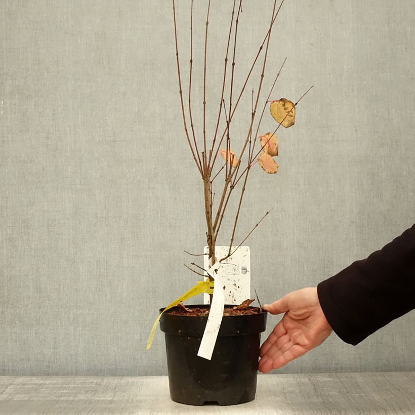 Example of Japanischer Kuchenbaum - Cercidiphyllum japonicum Topf mit 3L/4L as you get in automne