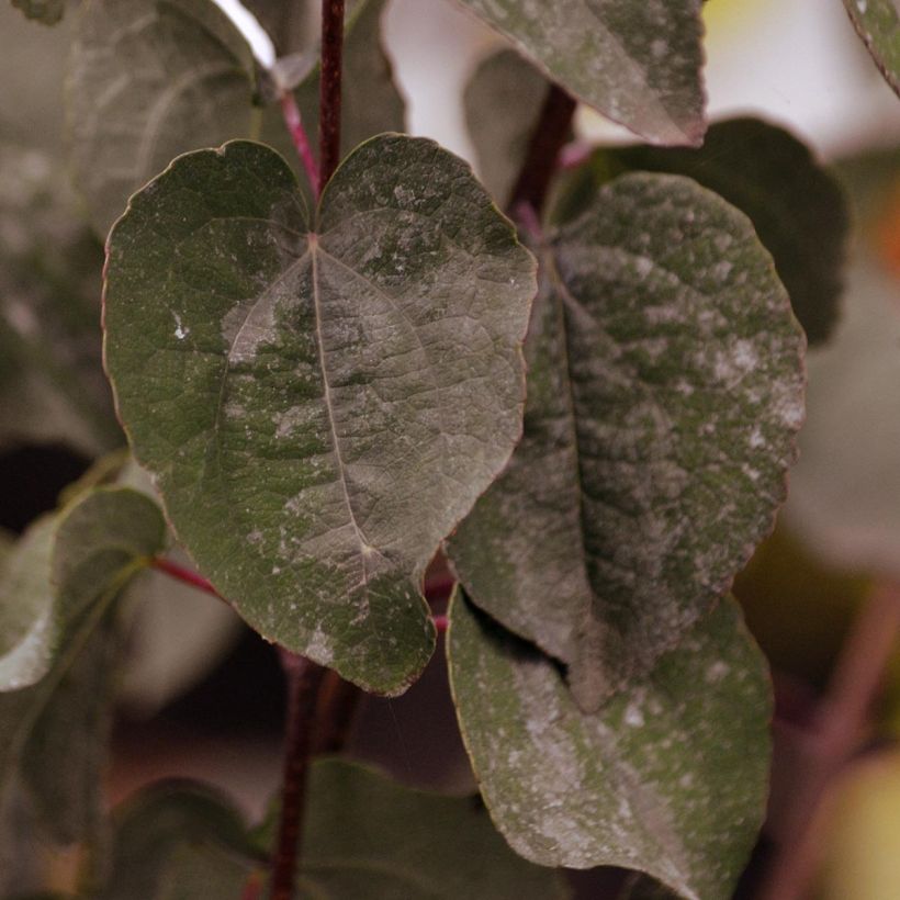 Japanischer Kuchenbaum Rotfuchs - Cercidiphyllum japonicum (Foliage)