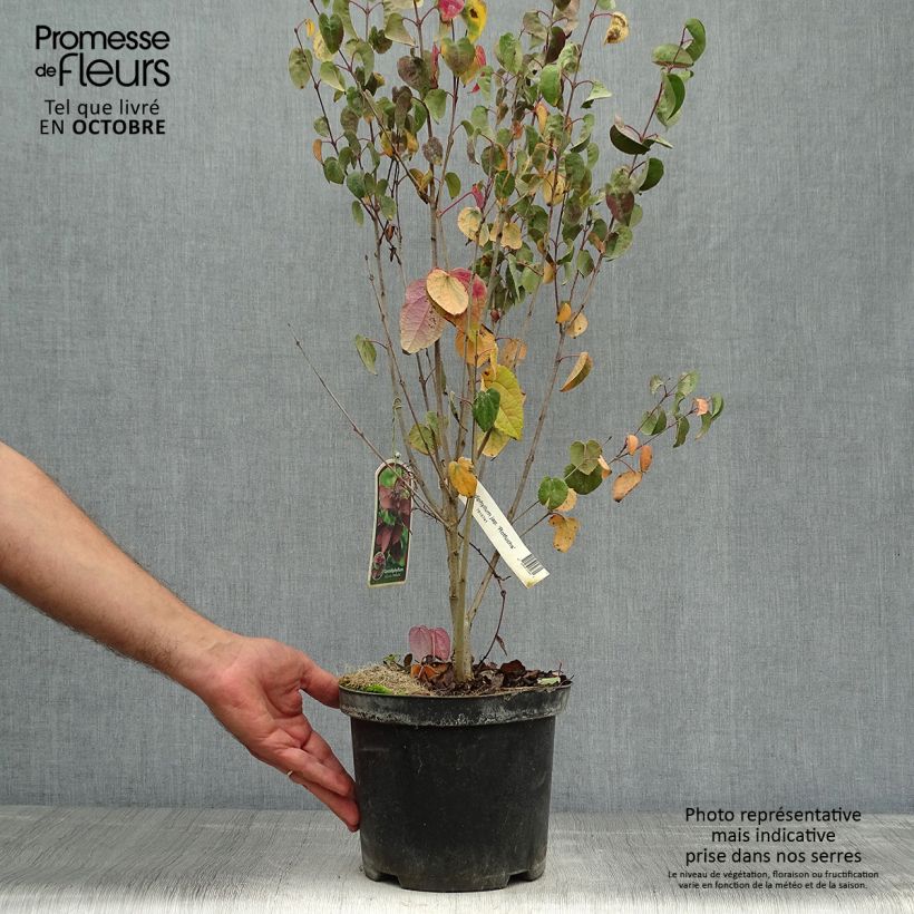 Example of Japanischer Kuchenbaum Rotfuchs - Cercidiphyllum japonicum Topf mit 4L/5L as you get in automne