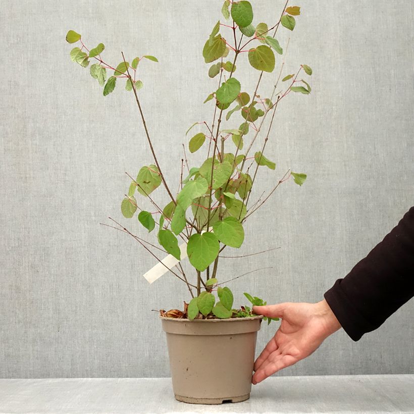 Exemplar von Japanischer Kuchenbaum Râ - Cercidiphyllum japonicum Topf mit 4L/5L wie im Herbst geliefert