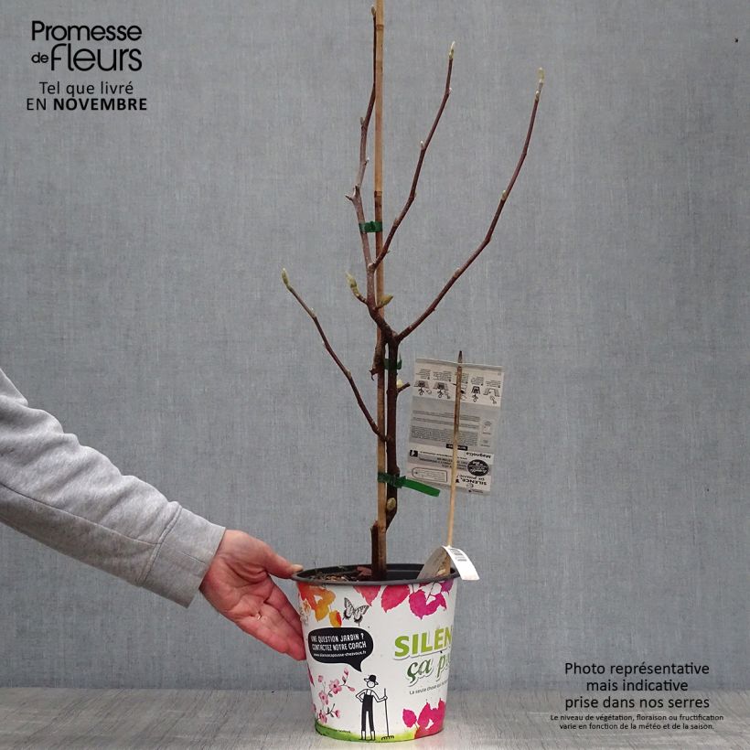 Example of Magnolia acuminata Butterflies - Gurken-Magnolie Topf mit 4L/5L as you get in automne