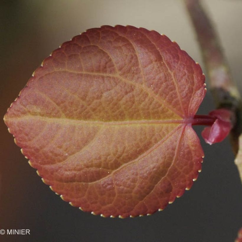 Japanischer Kuchenbaum - Cercidiphyllum japonicum (Foliage)