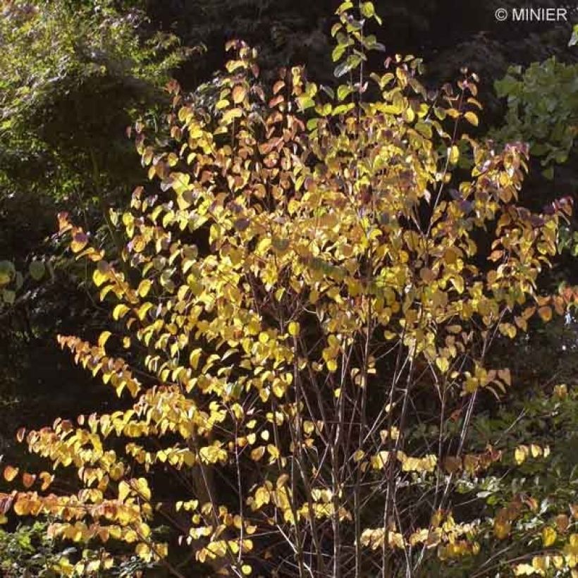Japanischer Kuchenbaum - Cercidiphyllum japonicum (Plant habit)