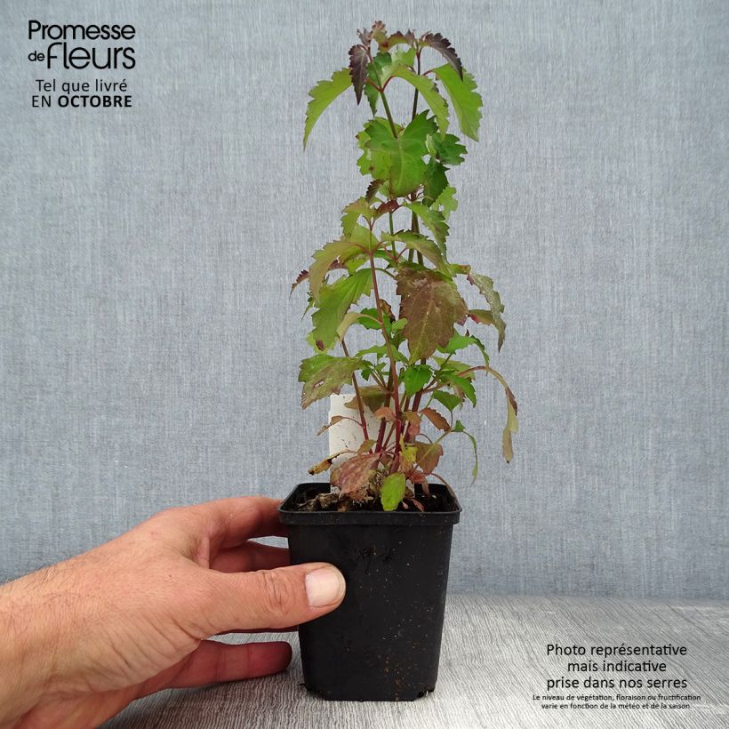 Example of Leycesteria formosa - Buntdachblume Kleine Töpfe von 8/9 cm as you get in automne