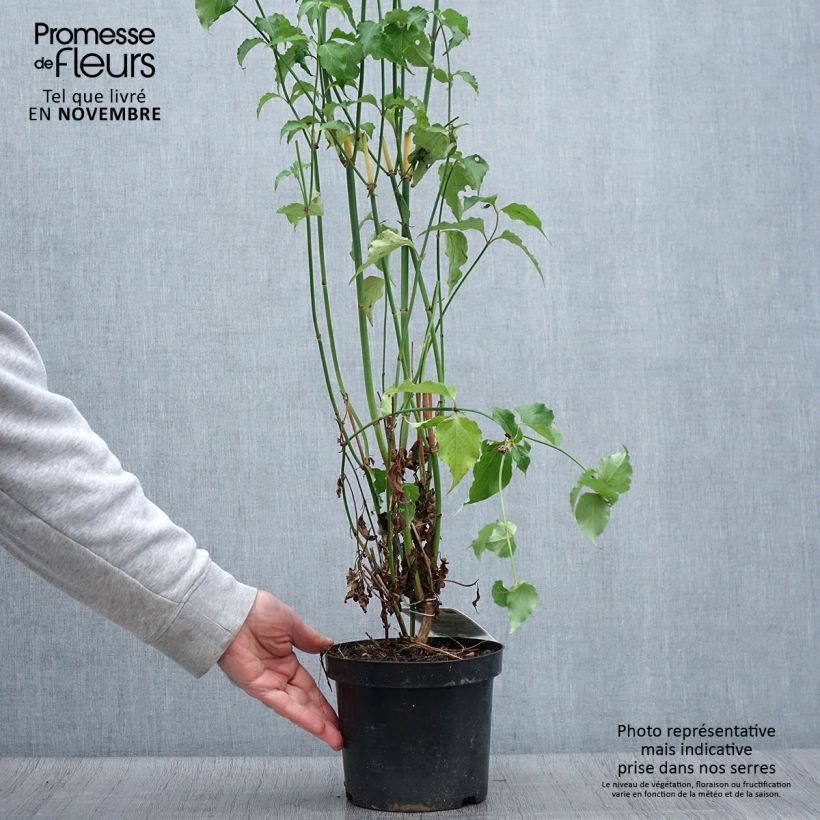 Example of Leycesteria formosa - Buntdachblume Topf mit 2L/3L as you get in automne