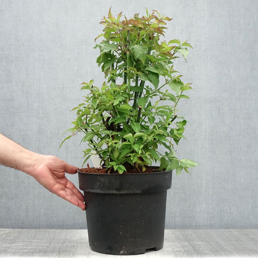 Example of Leycesteria formosa - Buntdachblume Topf mit 7,5L/10L as you get in ete