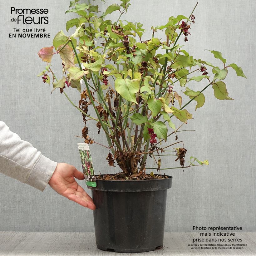 Example of Leycesteria formosa Purple Rain - Buntdachblume Topf mit 7,5L/10L as you get in automne