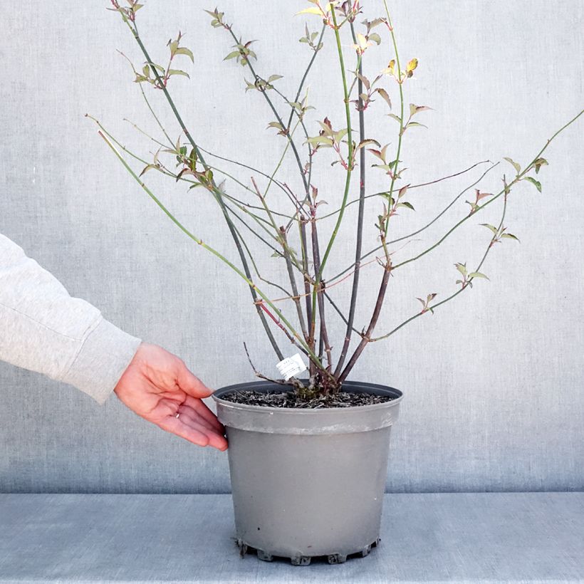 Exemplar von Leycesteria formosa Purple Rain - Buntdachblume Topf mit 7,5L/10L wie im Frühjahr geliefert