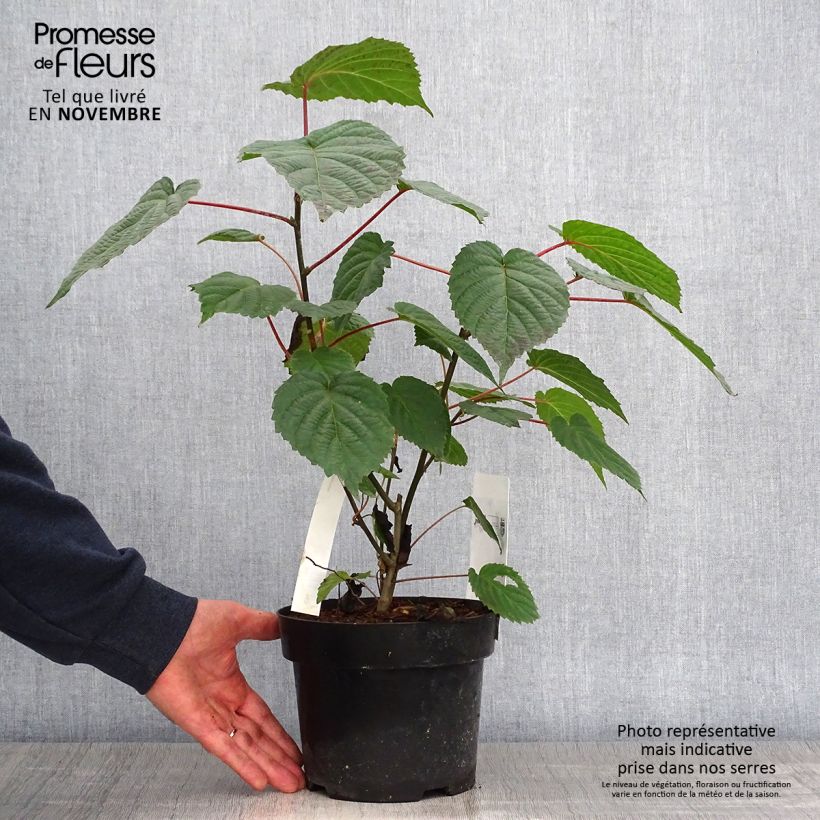 Example of Davidia involucrata var. vilmoriniana - Taschentuchbaum Topf mit 3L/4L as you get in automne