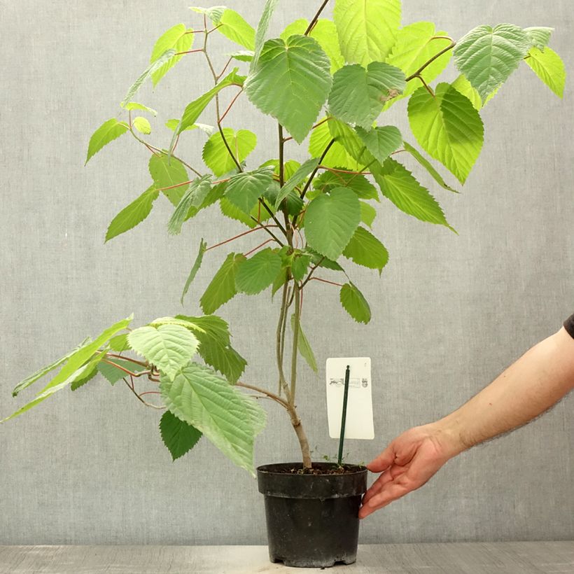 Exemplar von Davidia involucrata var. vilmoriniana - Taschentuchbaum Topf mit 3L/4L wie im Sommer geliefert