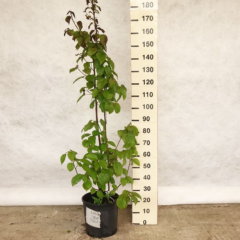 Exemplar von Davidia involucrata var. vilmoriniana - Taschentuchbaum Topf mit 18L/20L wie im Frühjahr geliefert
