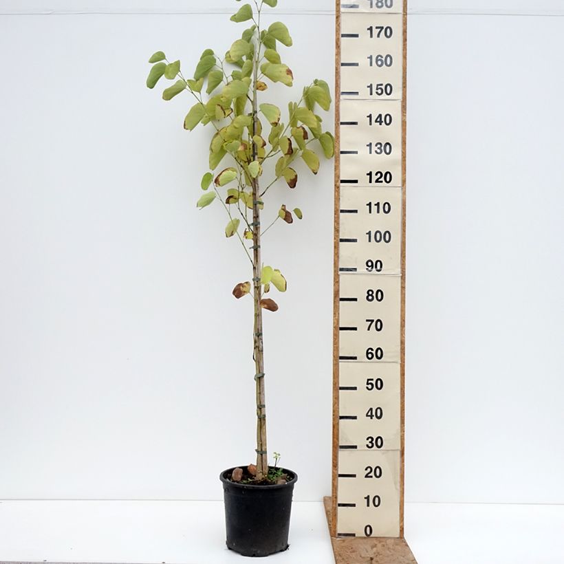 Exemplar von Bauhinia purpurea - Orchideenbaum Topf mit 7,5L/10L wie im Winter geliefert