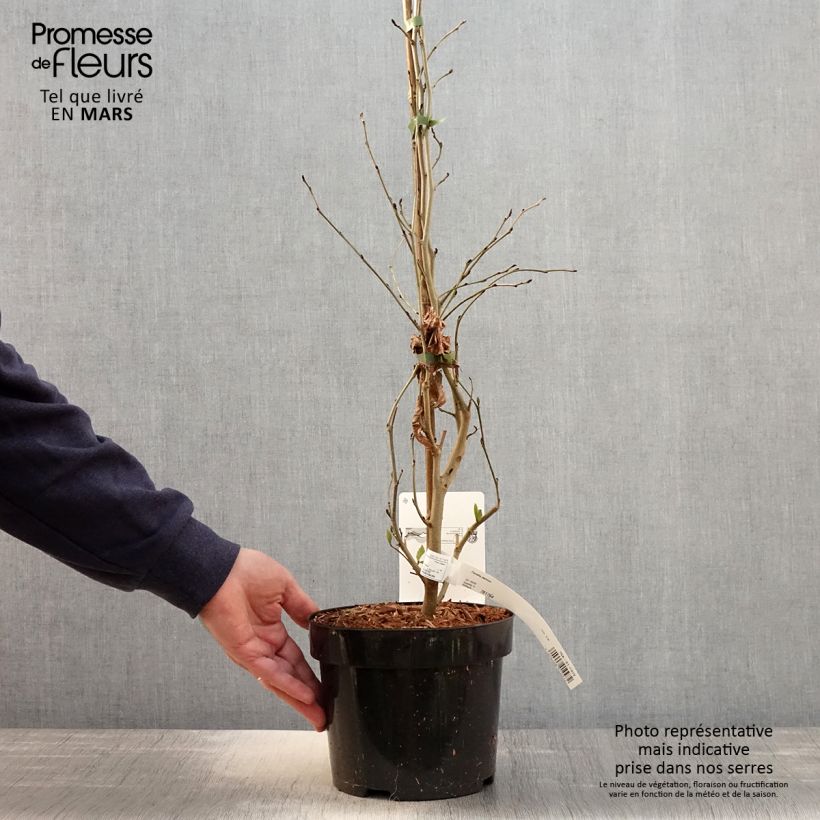 Exemplar von Eisenbaum - Parrotia persica Topf mit 3L/4L wie im Frühjahr geliefert