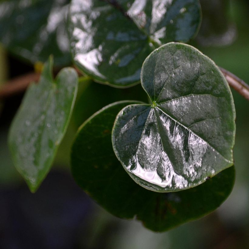 Judasbaum - Cercis siliquastrum (Foliage)