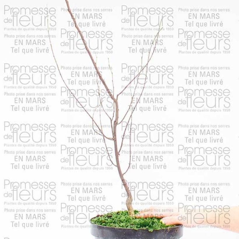 Example of Kanadischer Judasbaum Silver Lining - Cercis canadensis Topf mit 7,5L/10L as you get