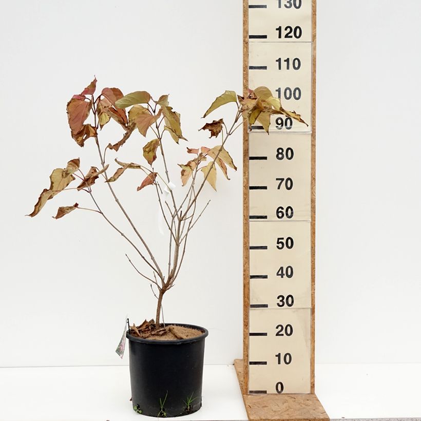 Exemplar von Japanischer Losbaum - Clerodendrum trichotomum Topf mit 7,5L/10L wie im Herbst geliefert