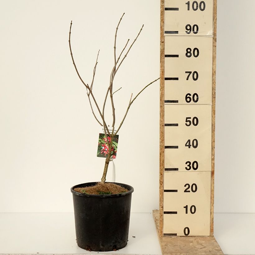 Exemplar von Japanischer Losbaum - Clerodendrum trichotomum Topf mit 7,5L/10L wie im Winter geliefert