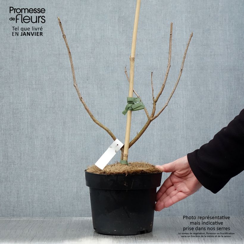 Exemplar von Japanischer Losbaum - Clerodendrum trichotomum Topf mit 3L/4L wie im Winter geliefert