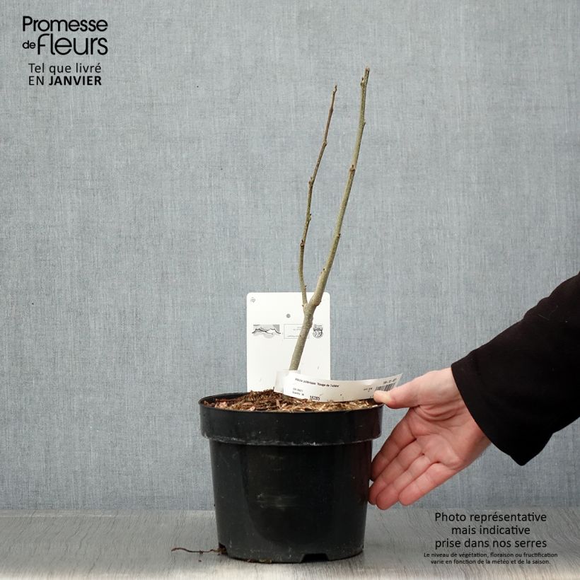 Exemplar von Albizia julibrissin Rouge de Tuilière - Seidenakazie Topf mit 3L/4L wie im Winter geliefert