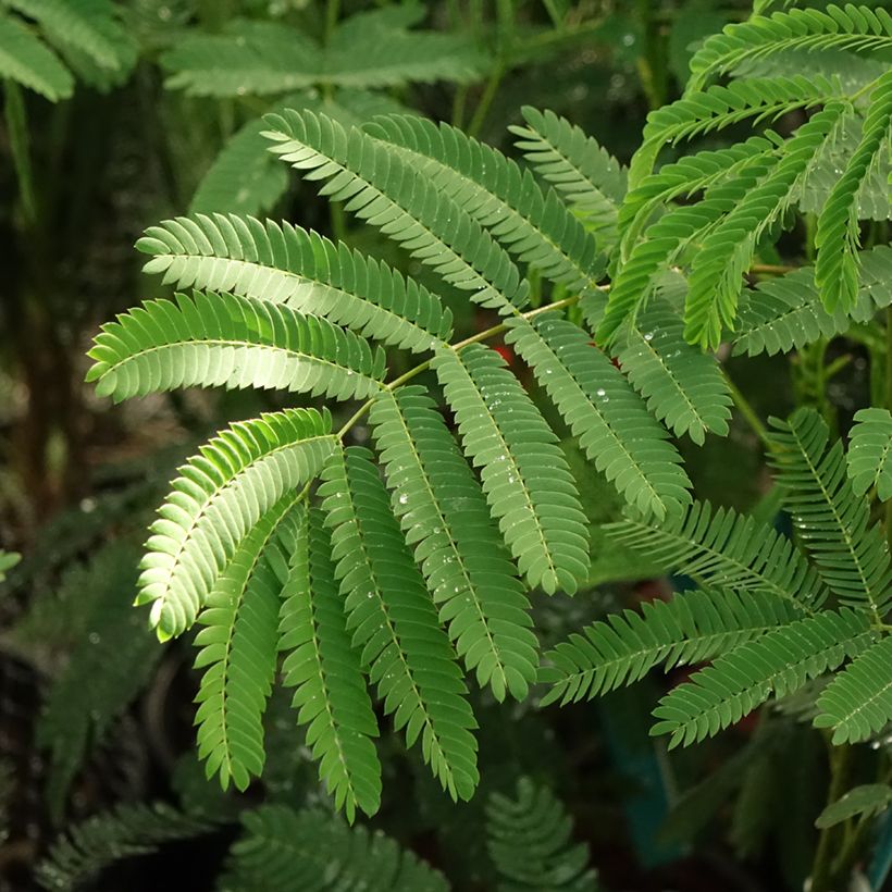 Albizia julibrissin Rouge de Tuilière - Seidenakazie (Foliage)