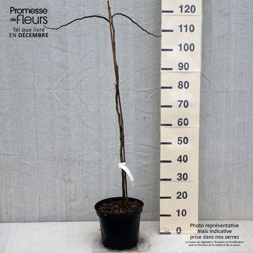 Example of Albizia julibrissin 'Shidare' - Seidenakazie Topf mit 7,5L/10L as you get in automne