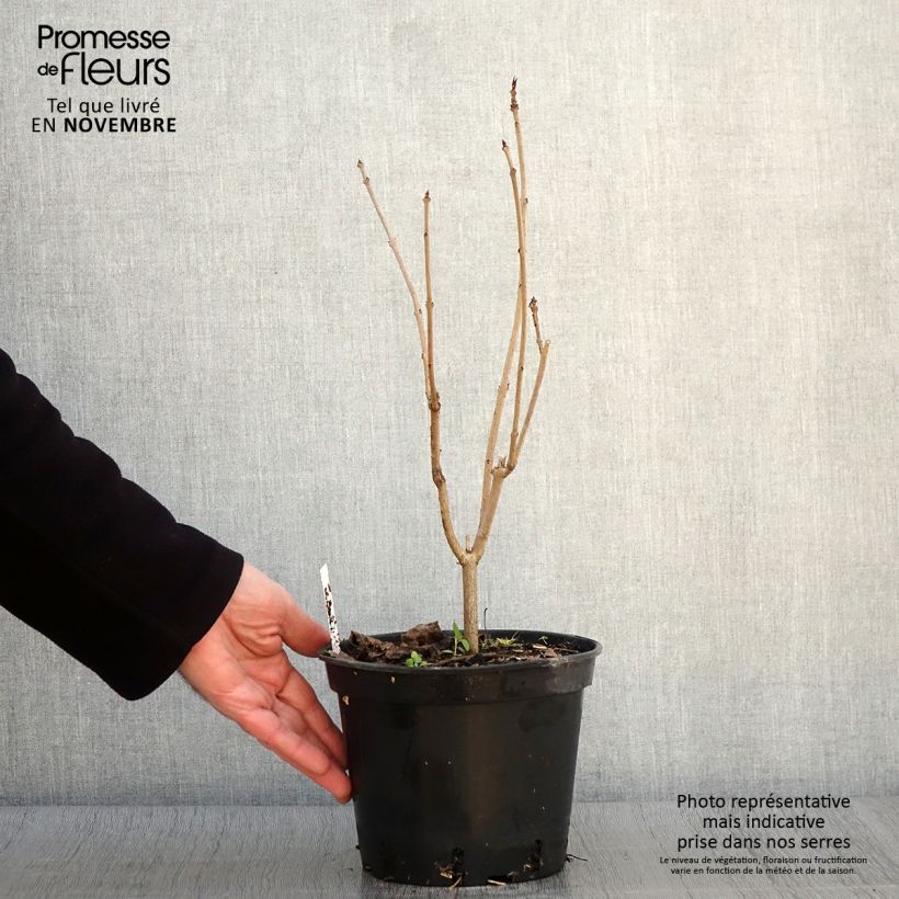 Example of Japanischer Losbaum Fargesii - Clerodendrum trichotomum Topf mit 2L/3L as you get in automne